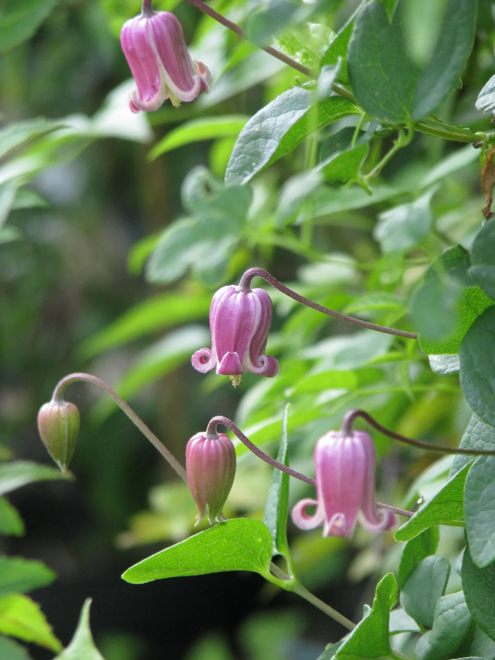 Leatherflower (Clematis Viorna) — lending texture to the winter landscape; clematis viorna is well-suited for trellises, image 144