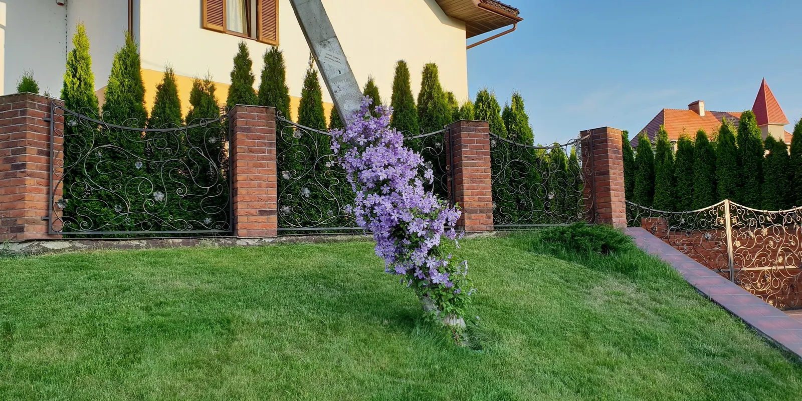 Leatherflower (Clematis Viorna) — offering a unique mix of beauty and hardiness; and a structure to support its 6-10 feet climb, image 100