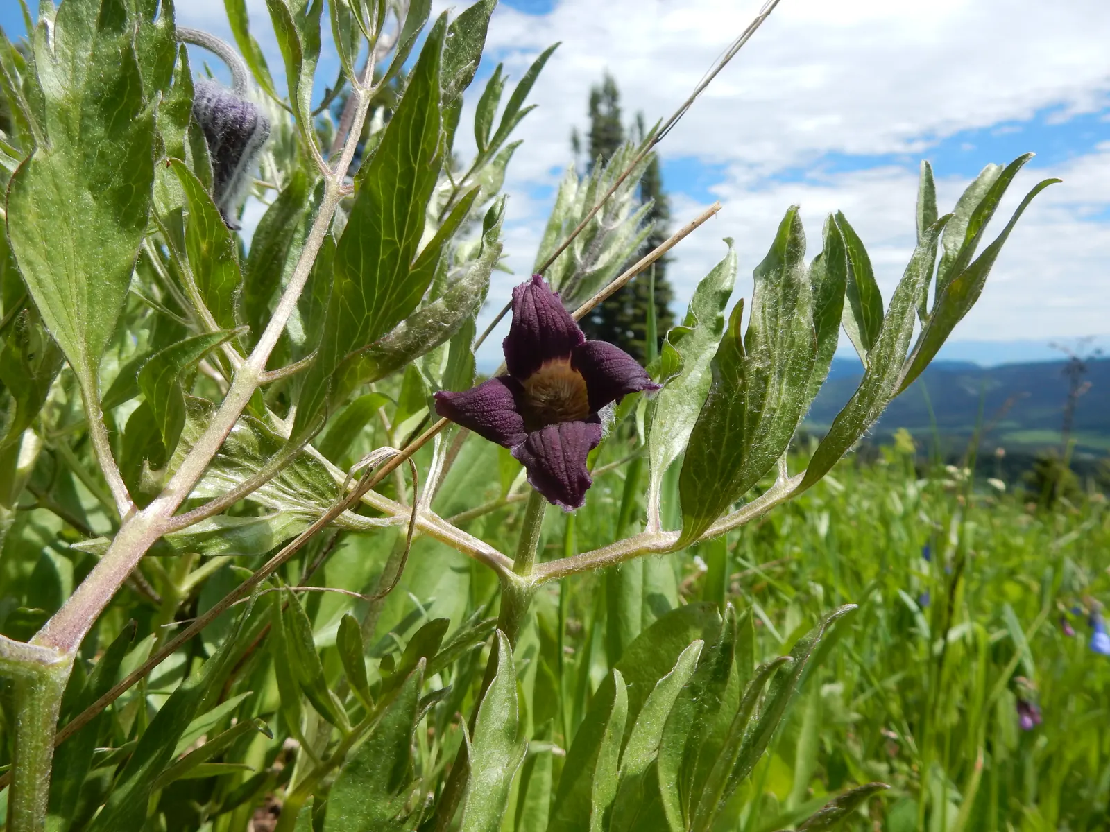 Leatherflower (Clematis Viorna) — features captivating bell-shaped flowers with a leathery texture; leatherflower maintains its shape and vigor, image 162