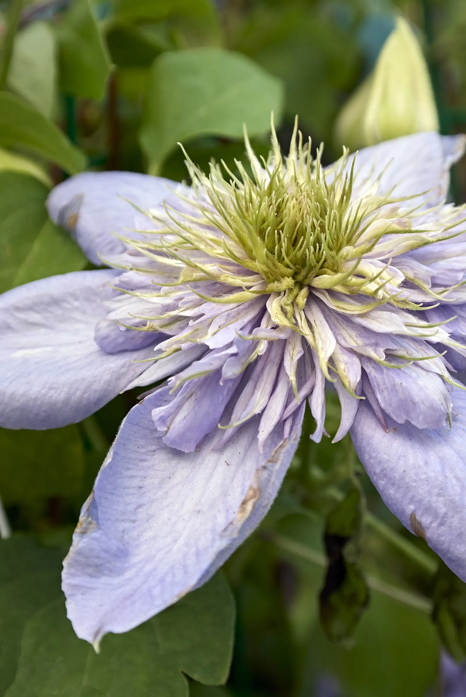 Leatherflower (Clematis Viorna) — When integrating Leatherflower into your designs; this clematis is also less susceptible to clematis wilt, a, image 85