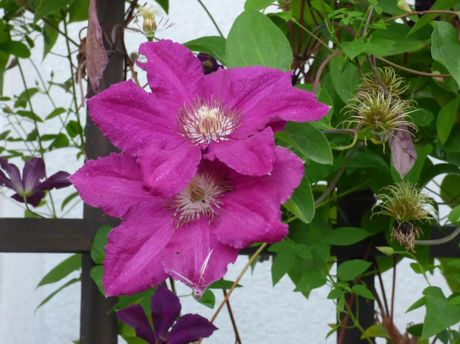 Leatherflower (Clematis Viorna) — native to Eastern North America