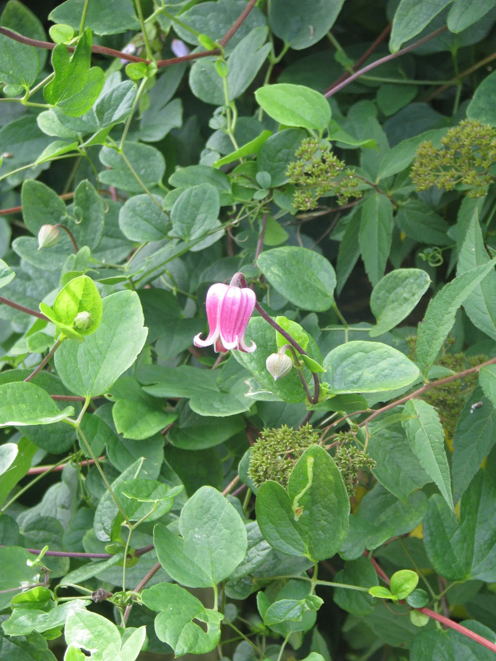 Leatherflower (Clematis Viorna) — Displaying a rich range of colors from a creamy yellow to deep purples and some with reddish-pink hues; lavender, image 163