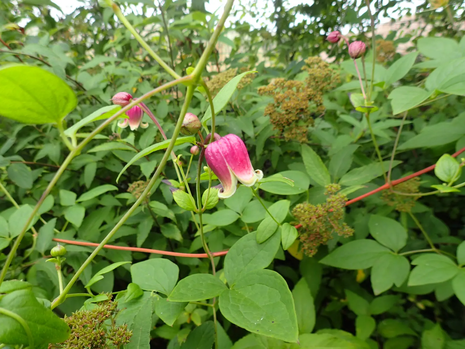 Leatherflower (Clematis Viorna) — Displaying a rich range of colors from a creamy yellow to deep purples and some with reddish-pink hues; lavender and purple