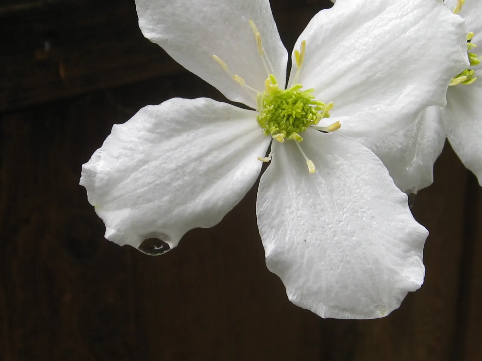 Leatherflower (Clematis Viorna) — and a structure to support its 6-10 feet climb; making it an excellent choice for vertical interest, image 157