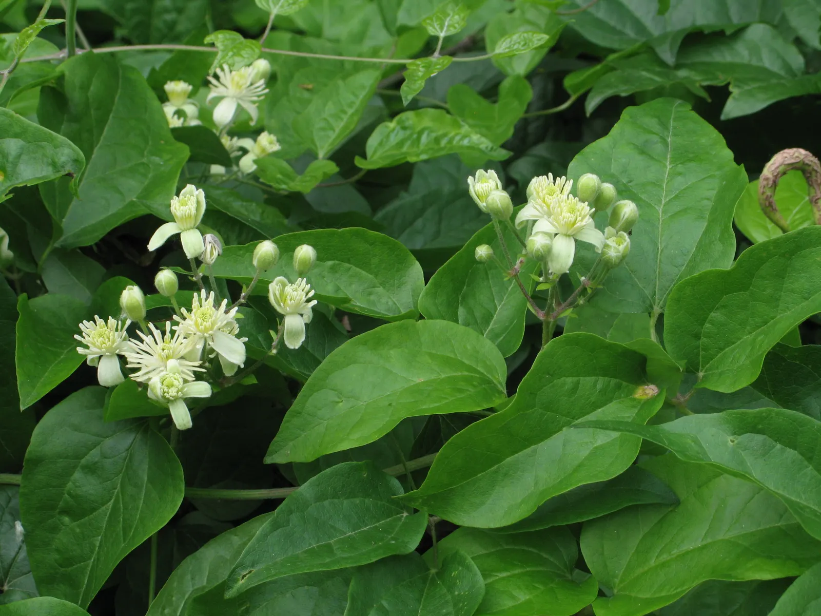 Leatherflower (Clematis Viorna) — Displaying a rich range of colors from a creamy yellow to deep purples and some with reddish-pink hues; lavender, image 133