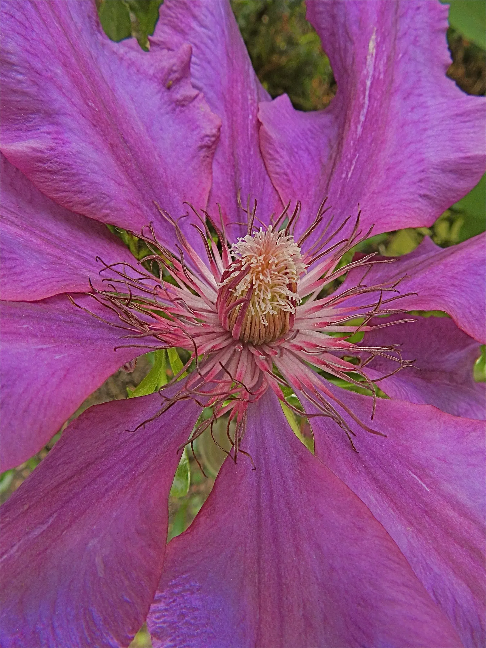 Leatherflower (Clematis Viorna) — offering a unique mix of beauty and hardiness; and a structure to support its 6-10 feet climb