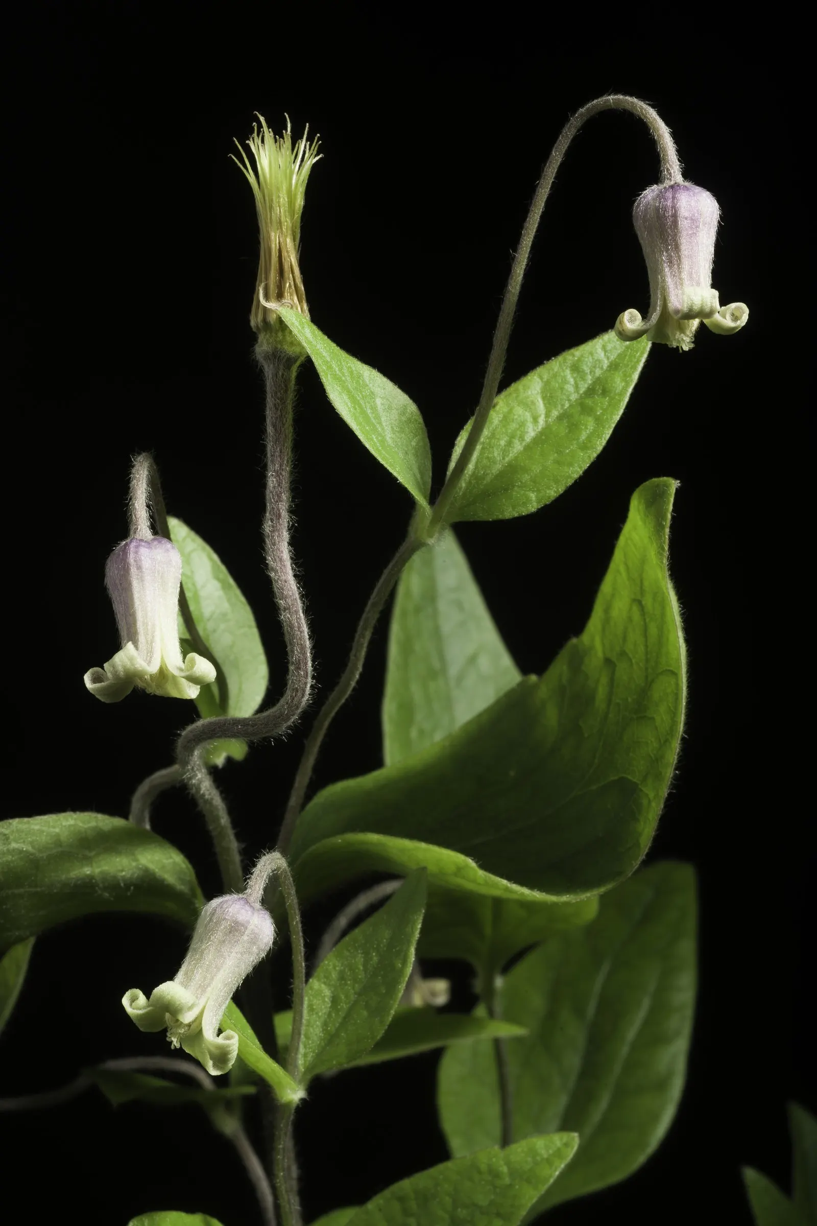 Leatherflower (Clematis Viorna) — The seed heads that follow the blooms offer additional ornamental value; hardy, it's a stunning addition for, image 143