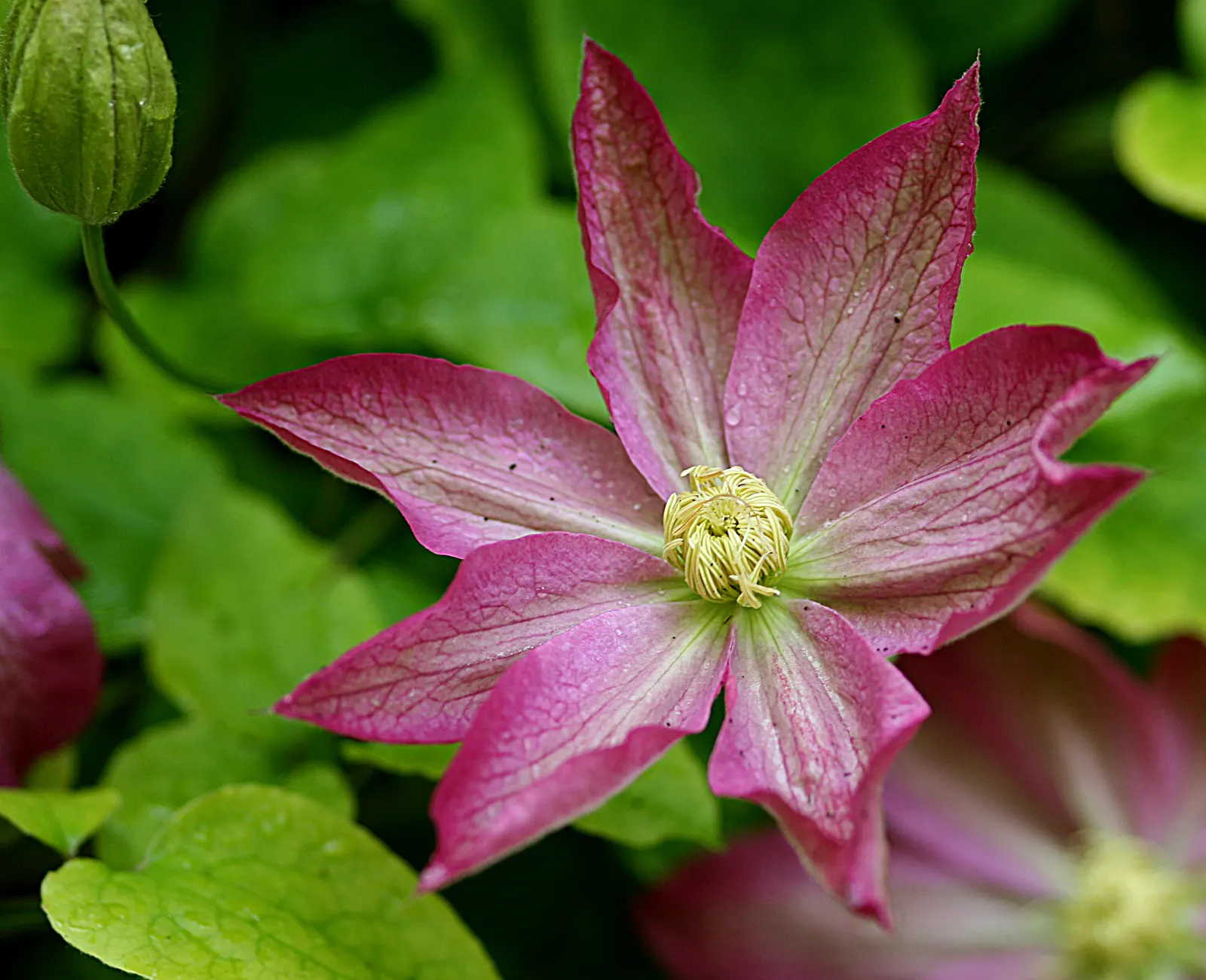Leatherflower (Clematis Viorna) — Its roots appreciate cool; flowers bloom from late spring to early fall