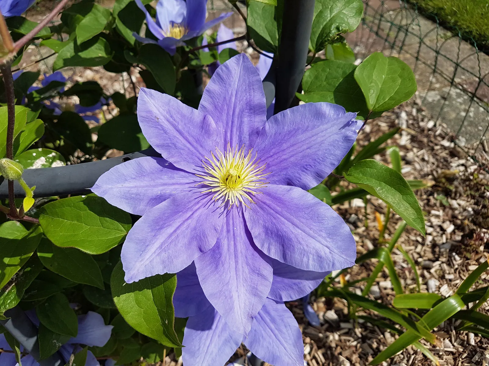 Leatherflower (Clematis Viorna) — features captivating bell-shaped flowers with a leathery texture; leatherflower maintains its shape and vigor, image 72