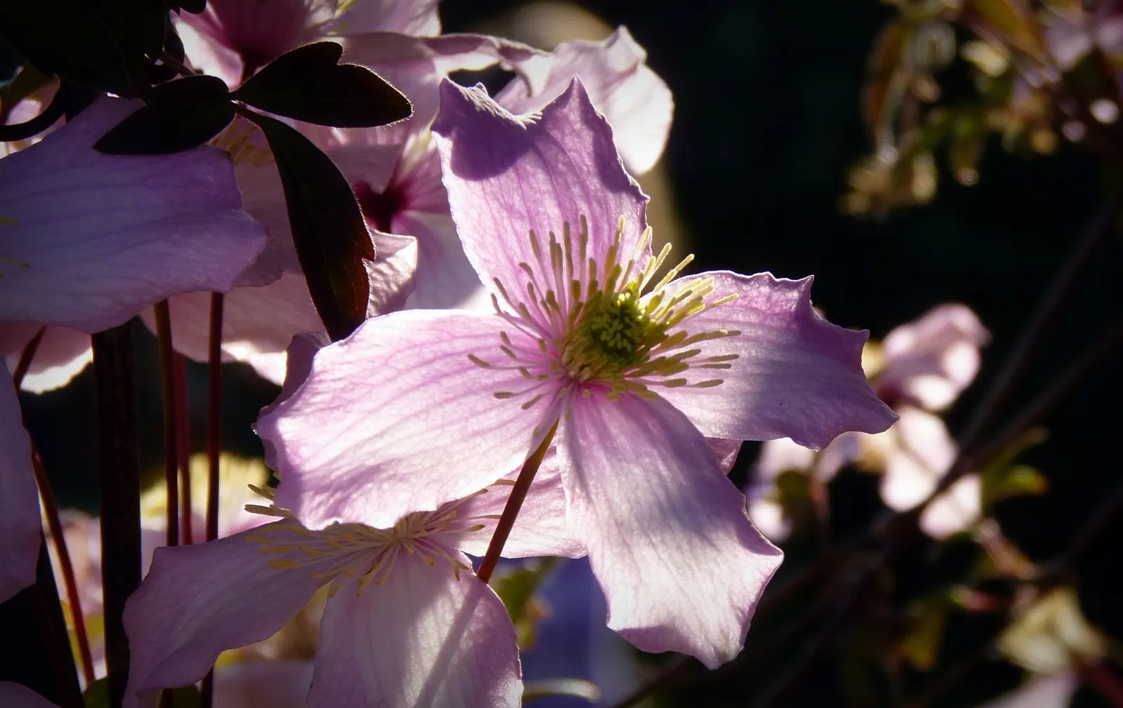 Leatherflower (Clematis Viorna) — its low maintenance and resilient nature make it an alluring prospect for any client's garden; vine with lavender, image 116