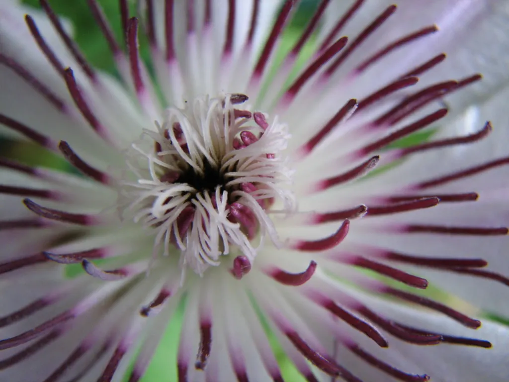 Leatherflower (Clematis Viorna) — offering both visual appeal and reliability; this North American native prefers well-drained soil