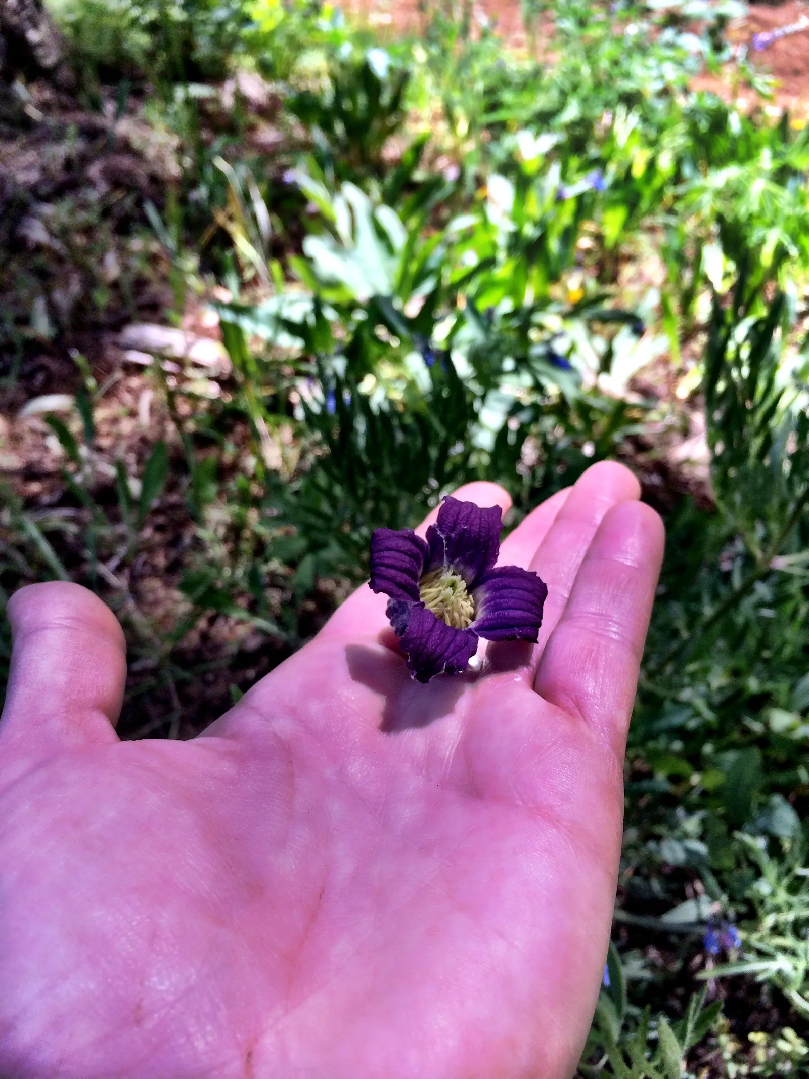 Leatherflower (Clematis Viorna) — the flowers bloom from late spring to early fall; with an equally appealing silvery seed heads post-bloom, image 164