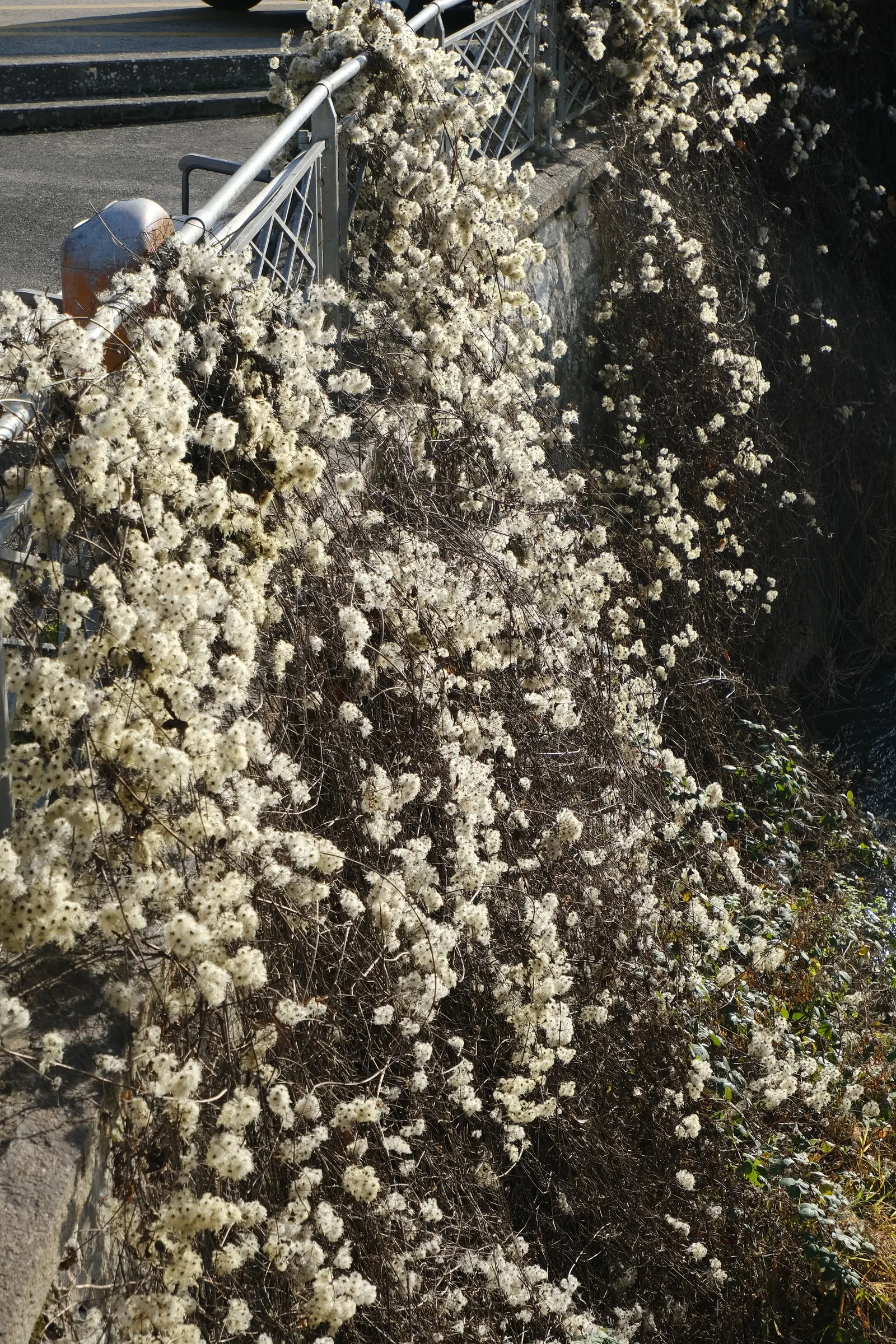 Leatherflower (Clematis Viorna) — Its roots appreciate cool; flowers bloom from late spring to early fall, image 108