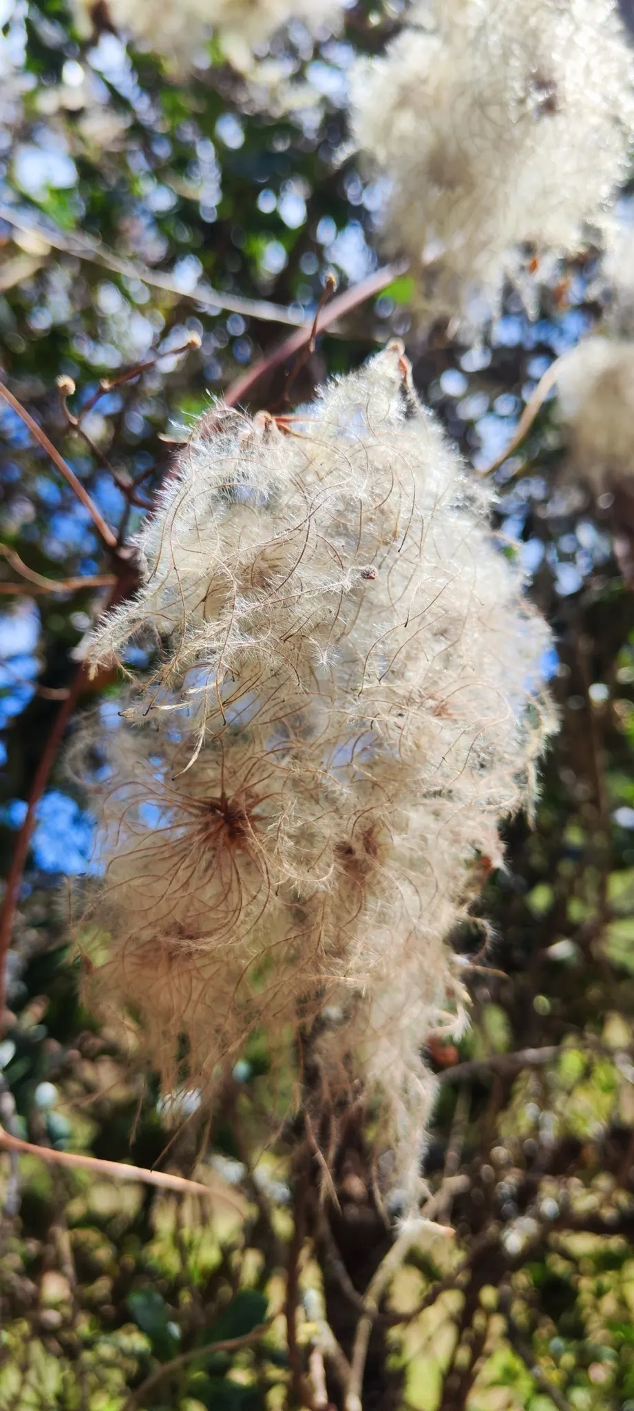 Leatherflower (Clematis Viorna) — is an elegant addition to any landscape design