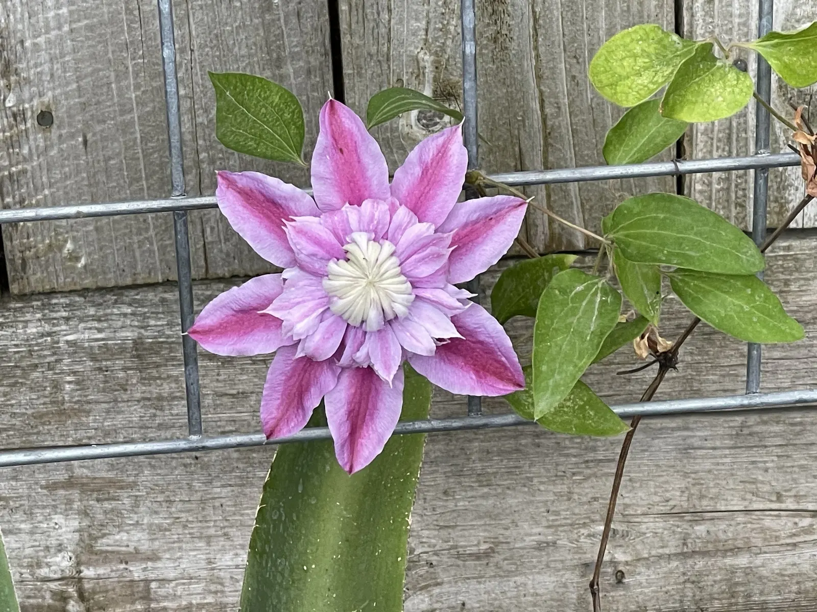 Leatherflower (Clematis Viorna) — This clematis is also less susceptible to clematis wilt, a common fungal issue, making it a robust choice; is a, image 112