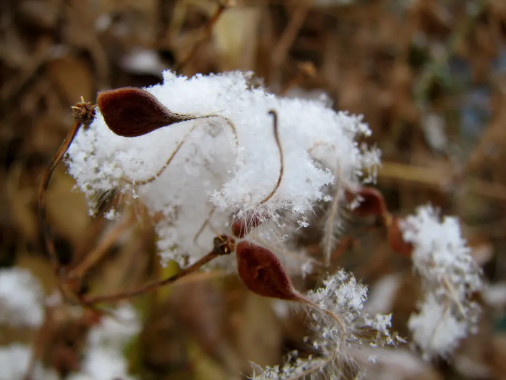 Leatherflower (Clematis Viorna) — <br><br>With a moderate growth pace; it prefers a sunny to partly shaded location with well-draining soil, image 140