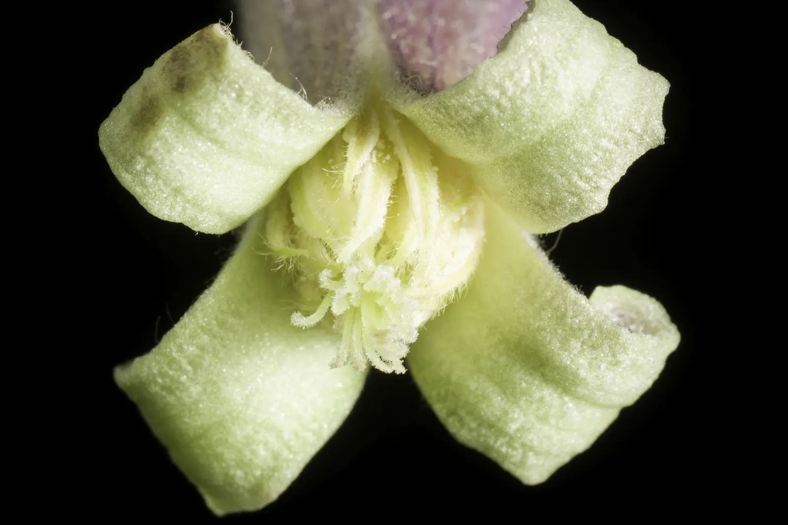 Leatherflower (Clematis Viorna) — It prefers a sunny to partly shaded location with well-draining soil, thriving in USDA zones 4 through 9; its low, image 107