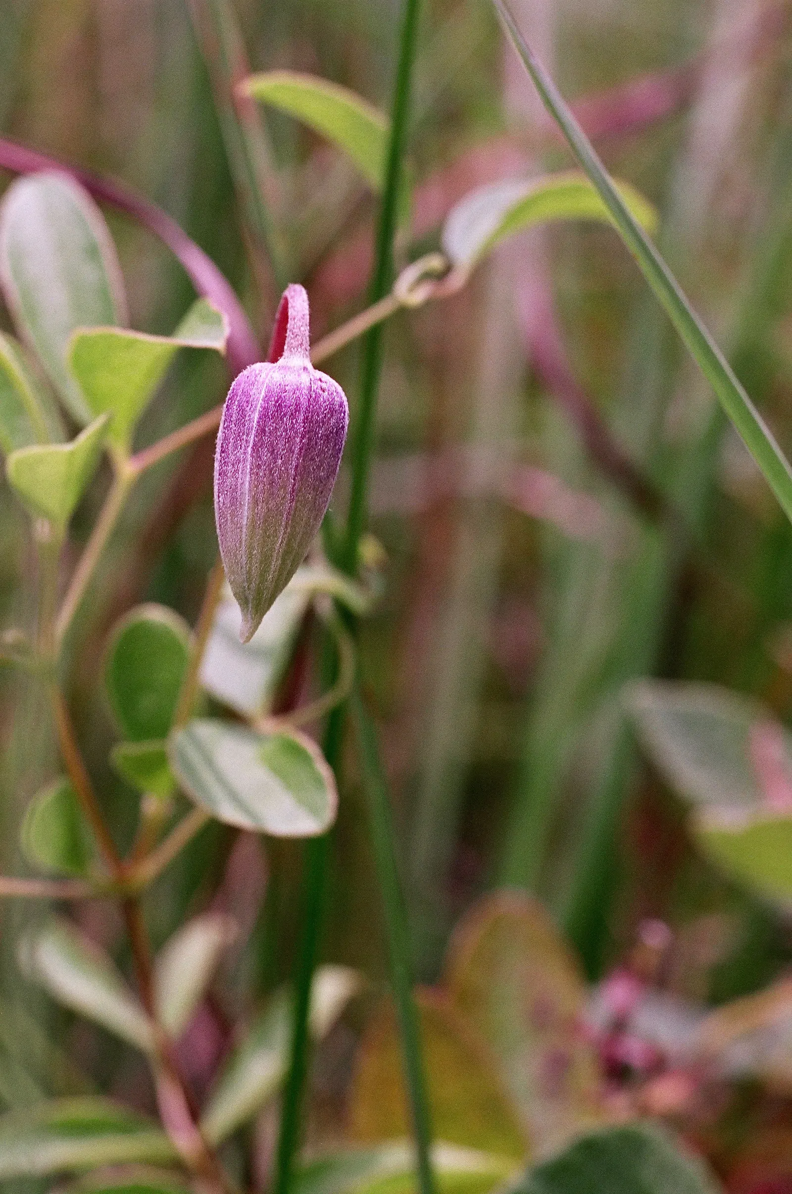 Leatherflower (Clematis Viorna) — with an equally appealing silvery seed heads post-bloom; leather-textured blossoms in colors ranging from pink to deep purple
