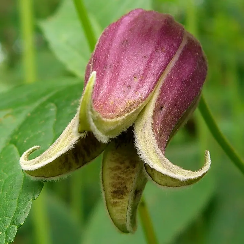 Leatherflower (Clematis Viorna) — Displaying a rich range of colors from a creamy yellow to deep purples and some with reddish-pink hues; lavender, image 103