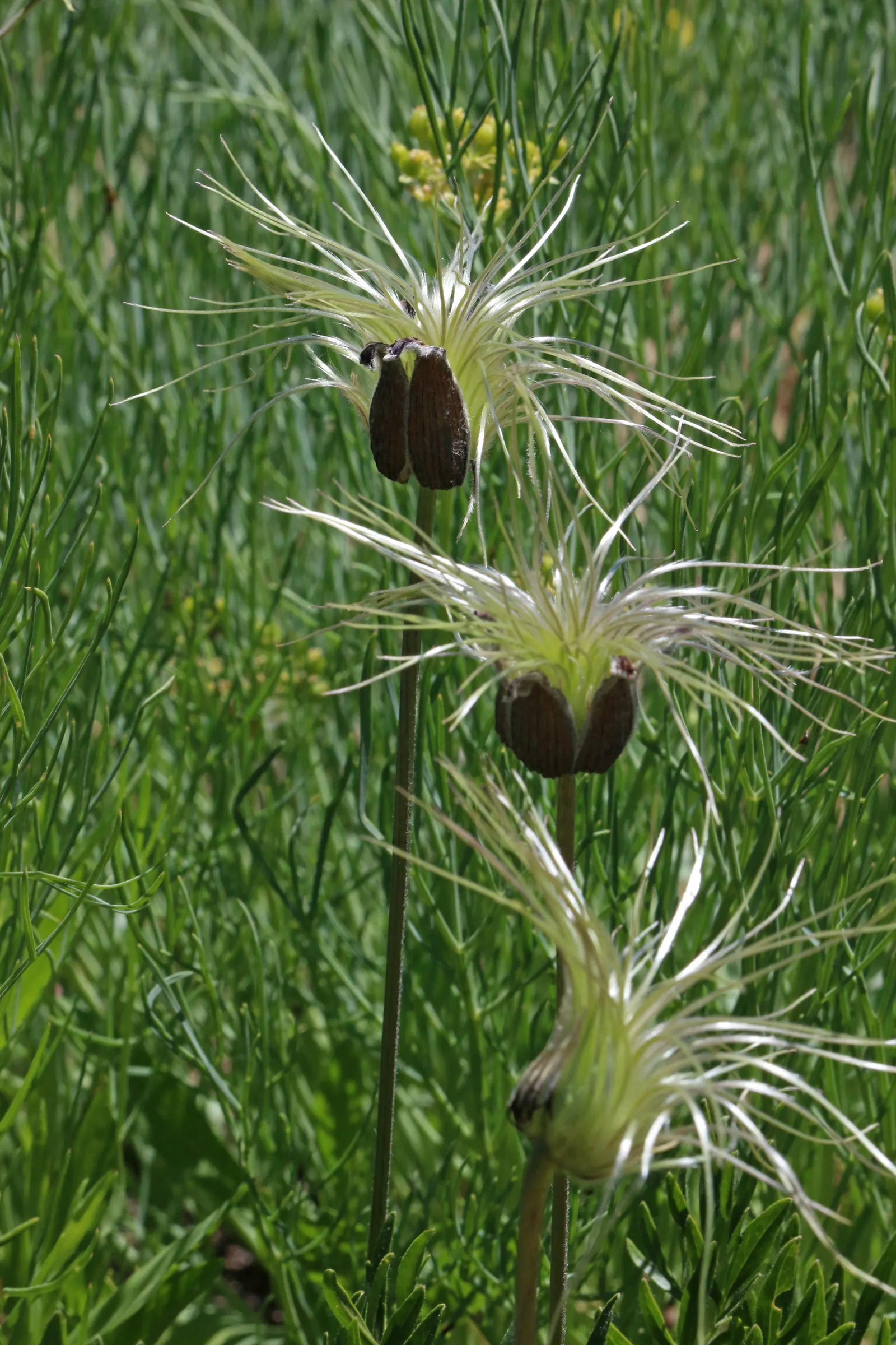 Leatherflower (Clematis Viorna) — Flowers bloom from late spring to early fall; its roots appreciate cool