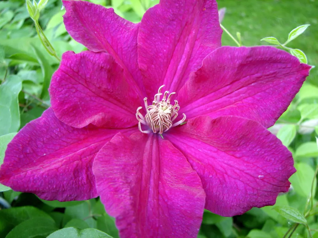 Leatherflower (Clematis Viorna) — offering both visual appeal and reliability