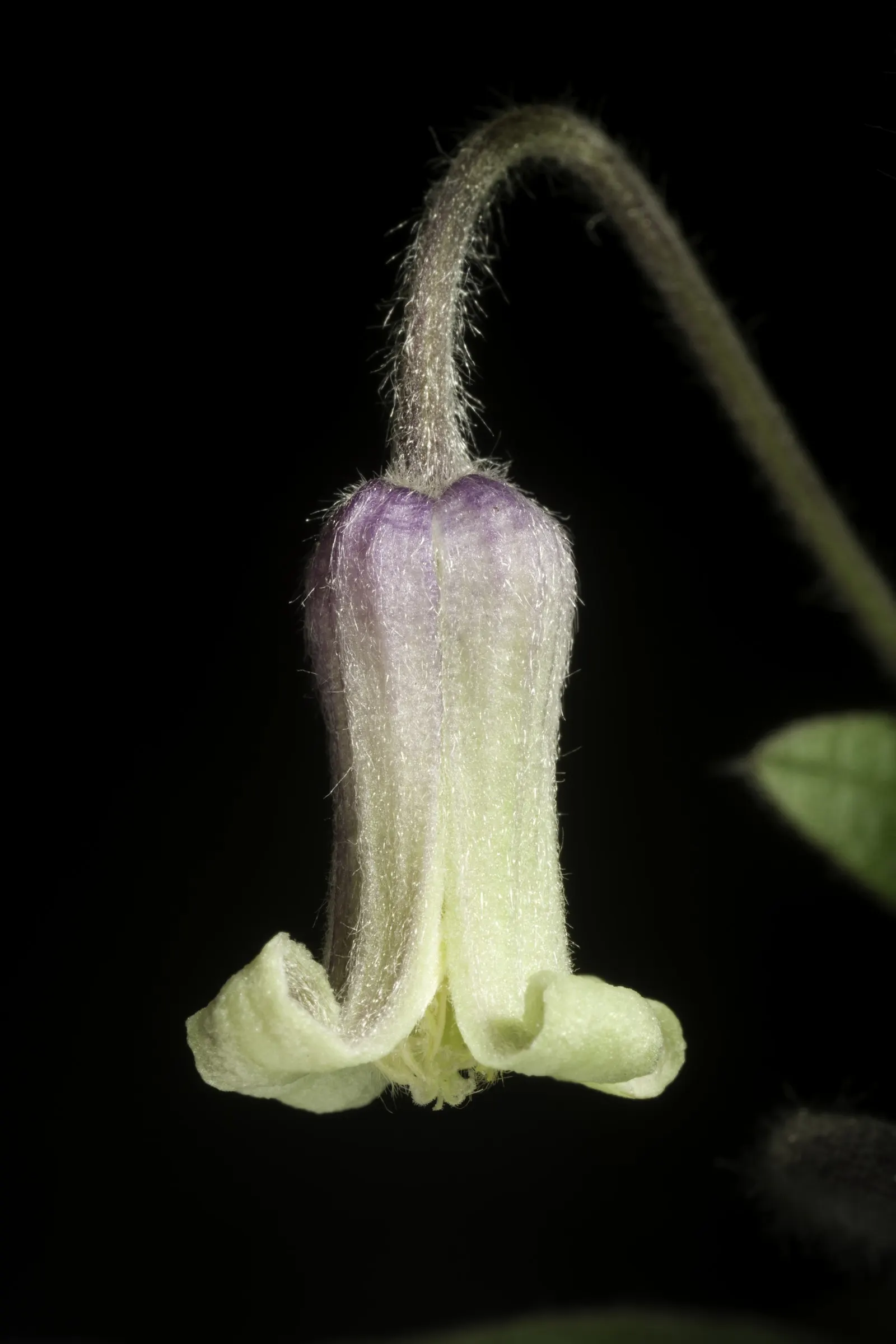 Leatherflower (Clematis Viorna) — Hardy, it's a stunning addition for garden trellises or fences; the seed heads that follow the blooms offer, image 128