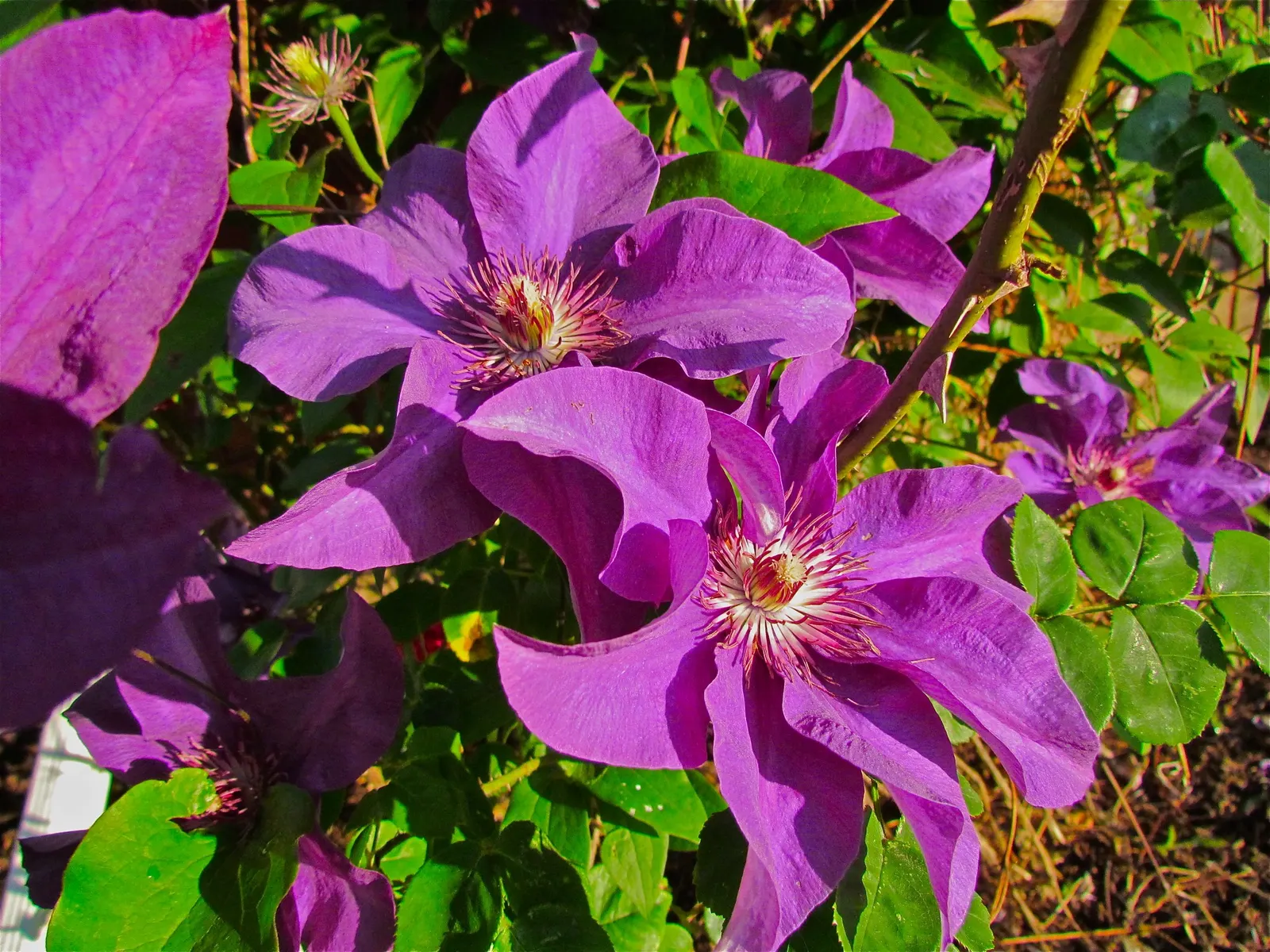 Leatherflower (Clematis Viorna) — Leatherflower maintains its shape and vigor; lending texture to the winter landscape