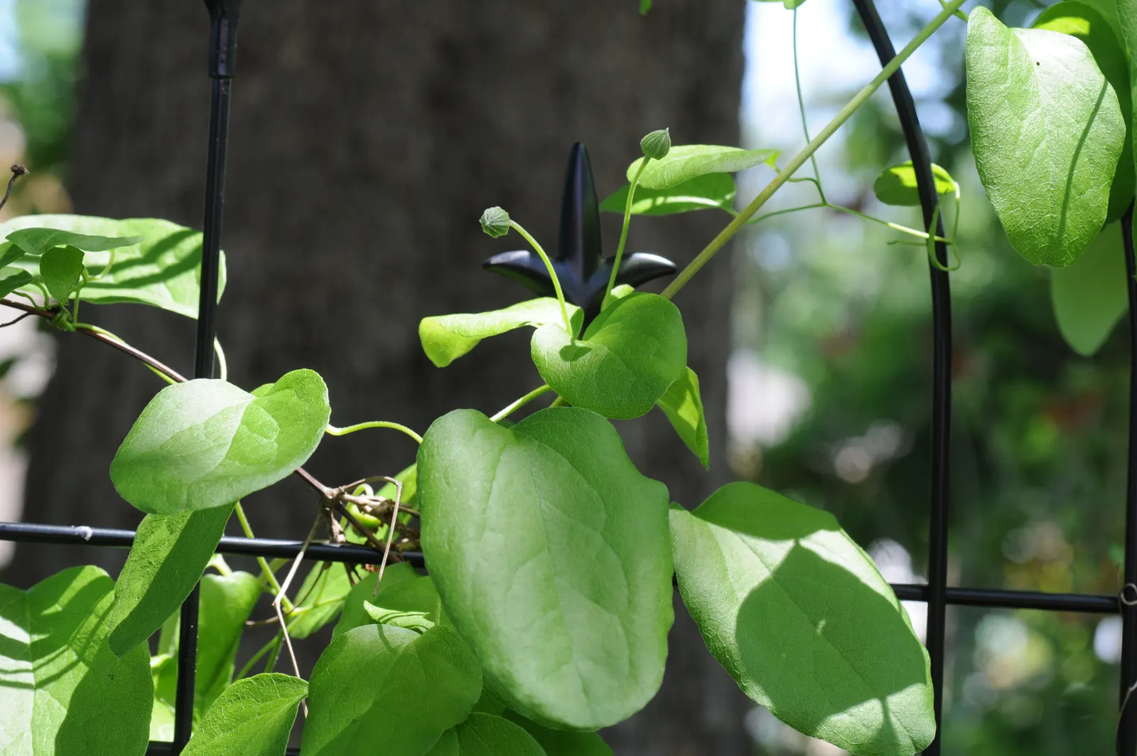 Leatherflower (Clematis Viorna) — The seed heads that follow the blooms offer additional ornamental value; hardy, it's a stunning addition for garden trellises