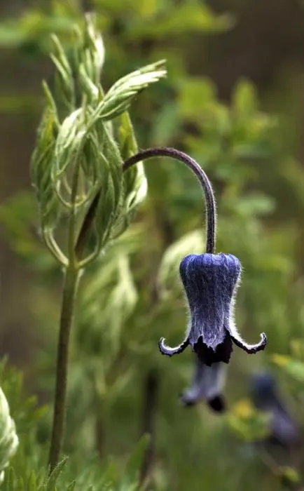 Leatherflower (Clematis Viorna) — is a climbing vine with urn-shaped