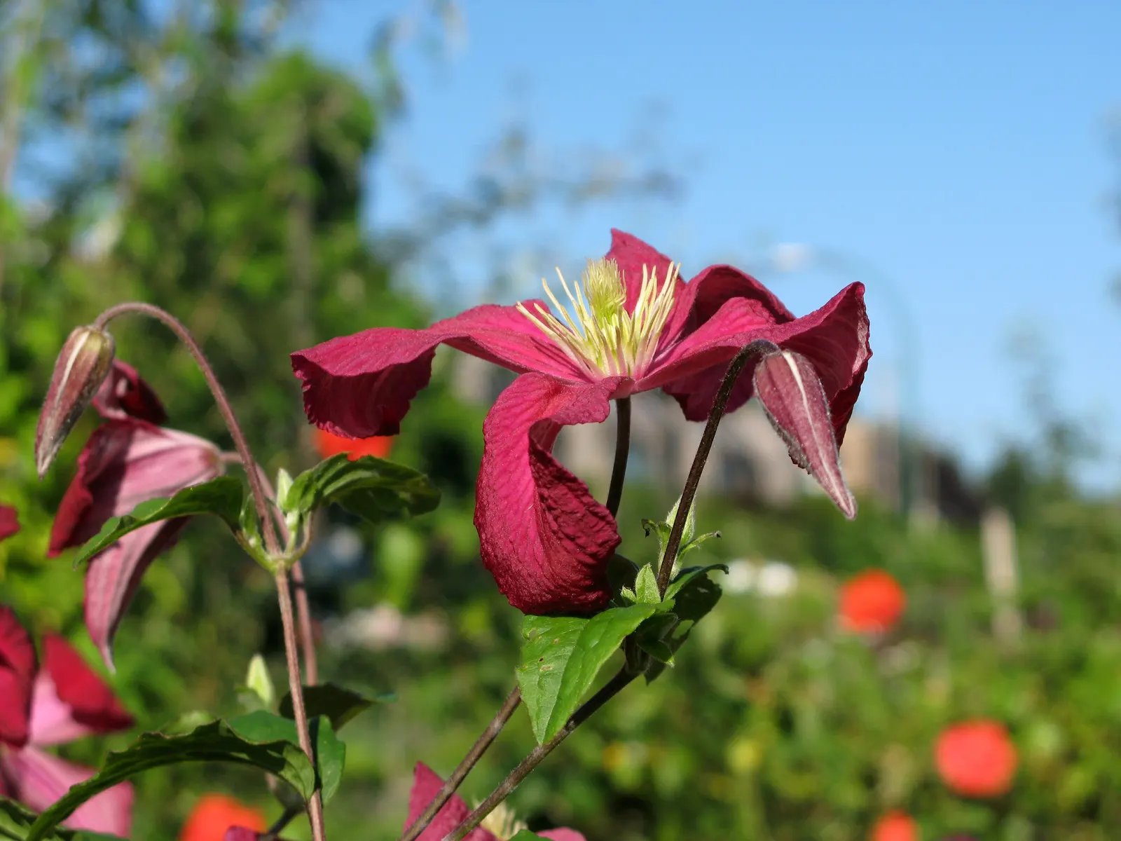 Leatherflower (Clematis Viorna) — features captivating bell-shaped flowers with a leathery texture; leatherflower maintains its shape and vigor