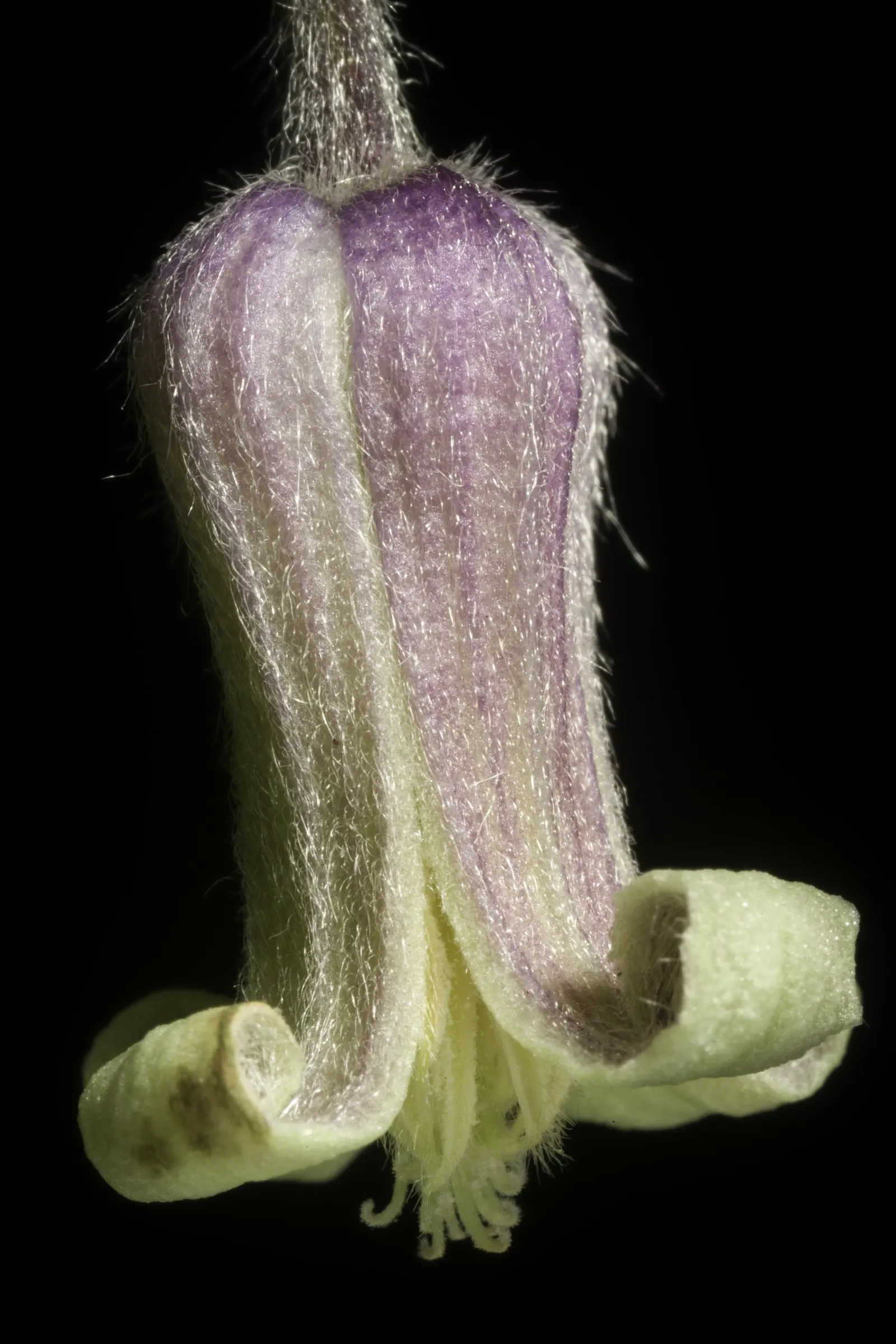 Leatherflower (Clematis Viorna) — the flowers bloom from late spring to early fall; with an equally appealing silvery seed heads post-bloom, image 134