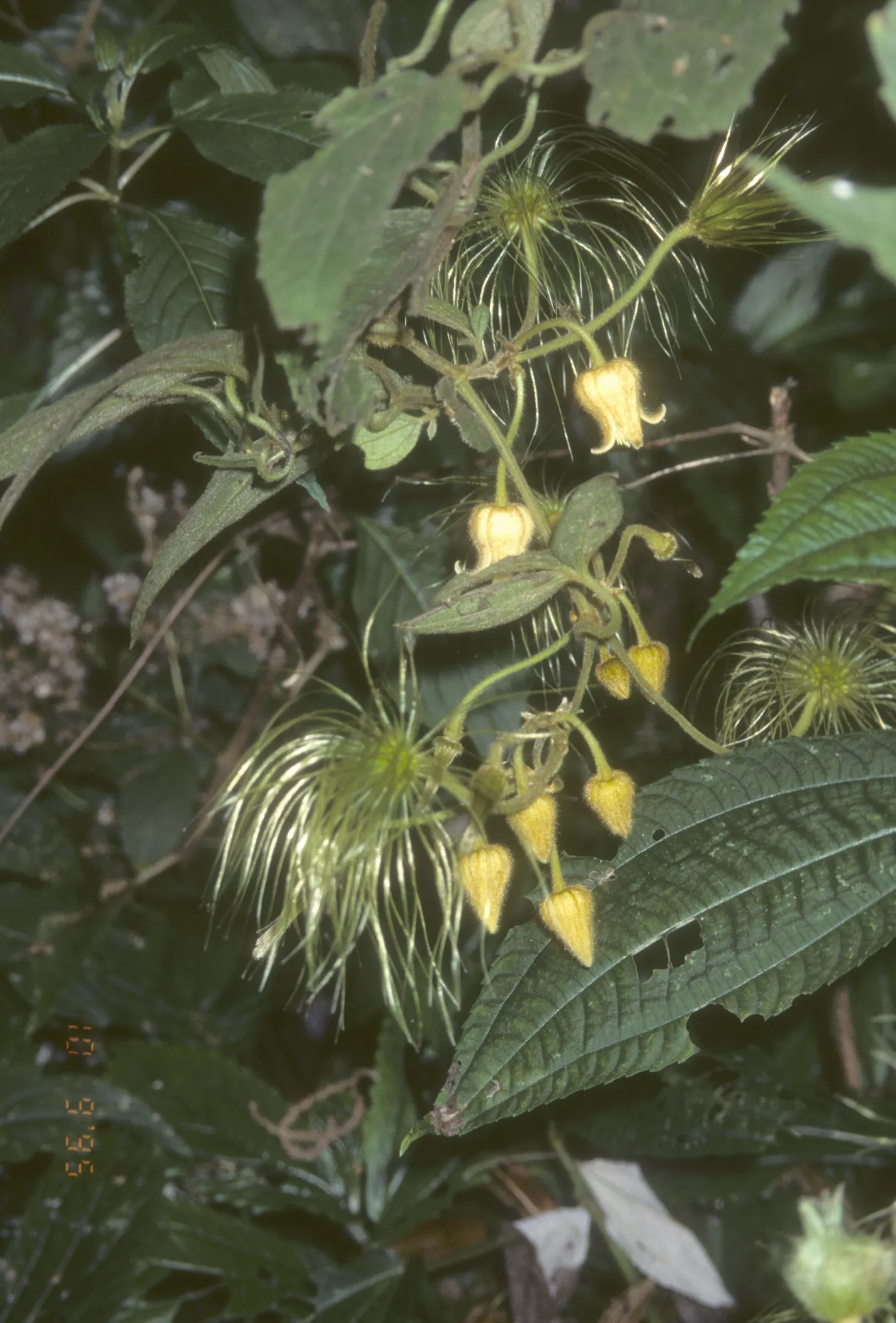 Leatherflower (Clematis Viorna) — offering both visual appeal and reliability; this North American native prefers well-drained soil, image 117