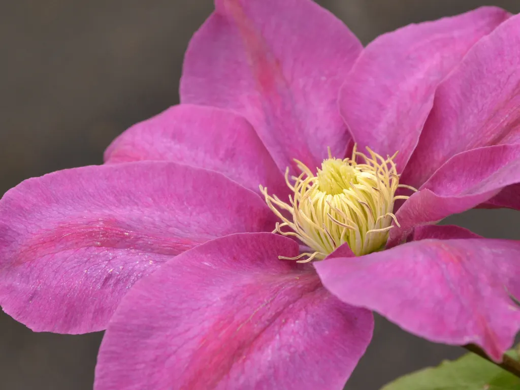 Leatherflower (Clematis Viorna) — Hardy, it's a stunning addition for garden trellises or fences; the seed heads that follow the blooms offer, image 98