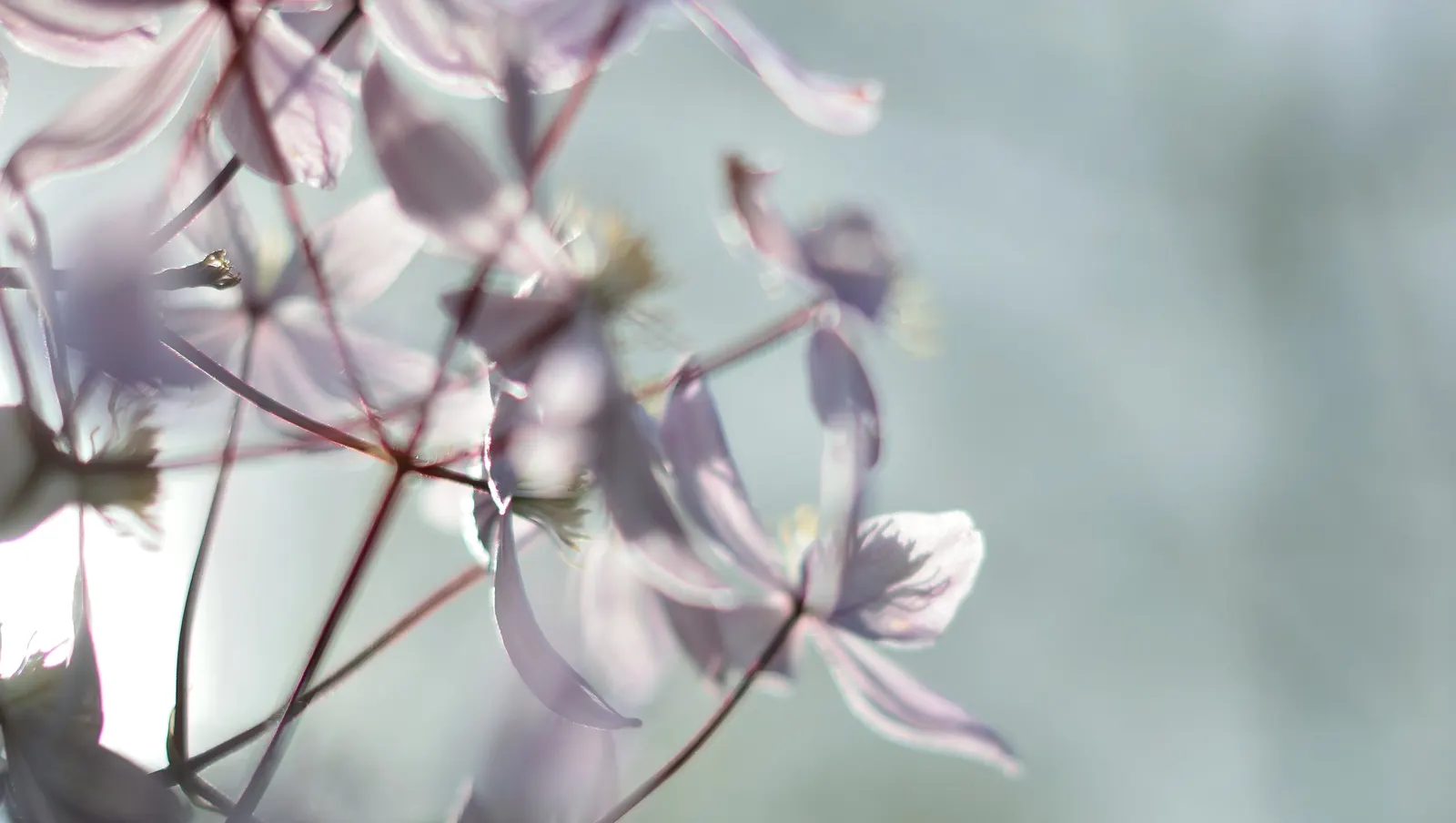 Leatherflower (Clematis Viorna) — and a structure to support its 6-10 feet climb; making it an excellent choice for vertical interest, image 97