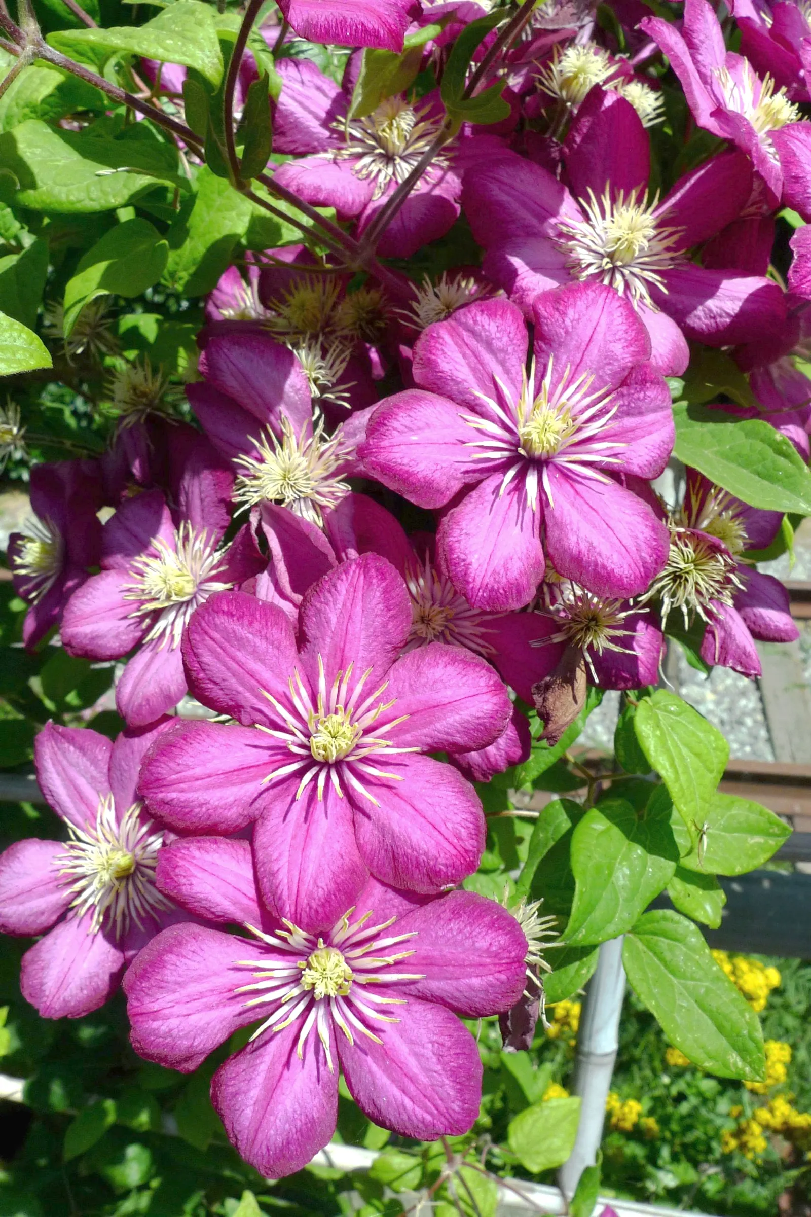 Leatherflower (Clematis Viorna) — lavender and purple flowers in the garden; displaying a rich range of colors from a creamy yellow to deep purples and some