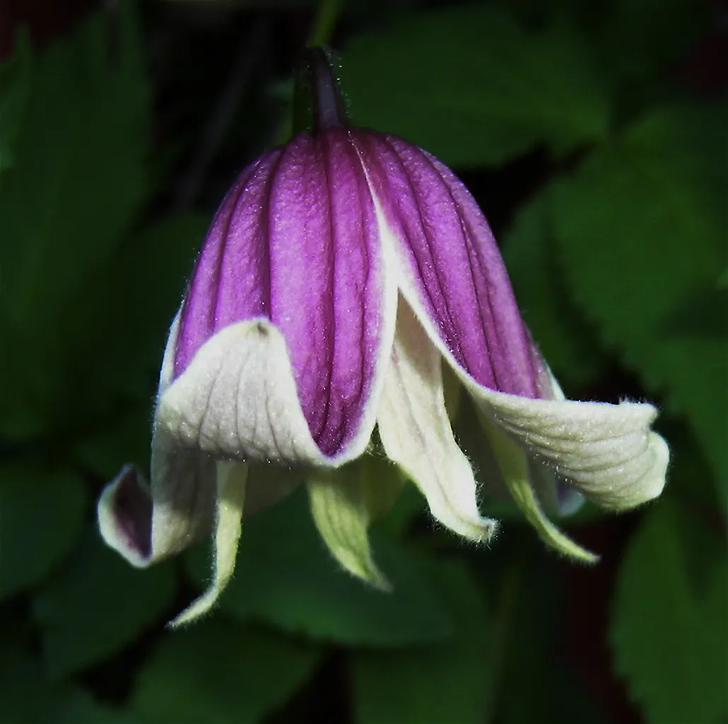 Leatherflower (Clematis Viorna) — offering a unique mix of beauty and hardiness
