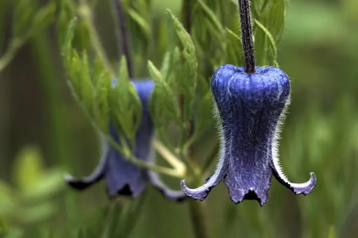 Leatherflower (Clematis Viorna) — the flowers bloom from late spring to early fall