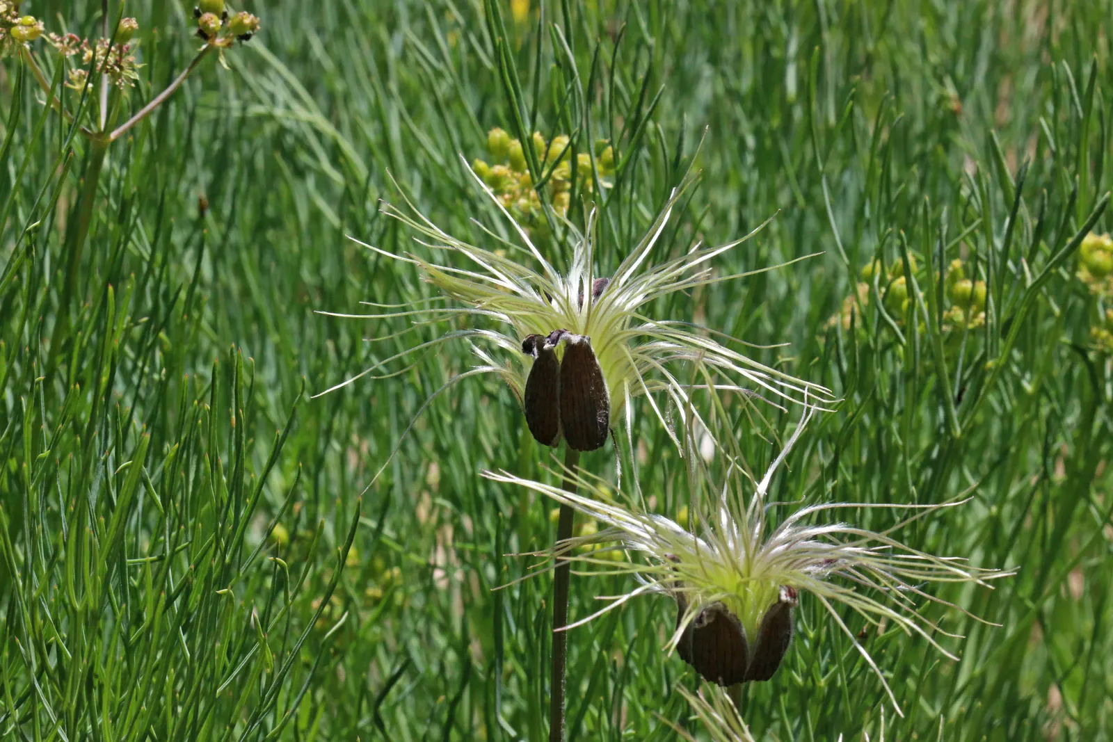 Leatherflower (Clematis Viorna) — Its roots appreciate cool; flowers bloom from late spring to early fall, image 78