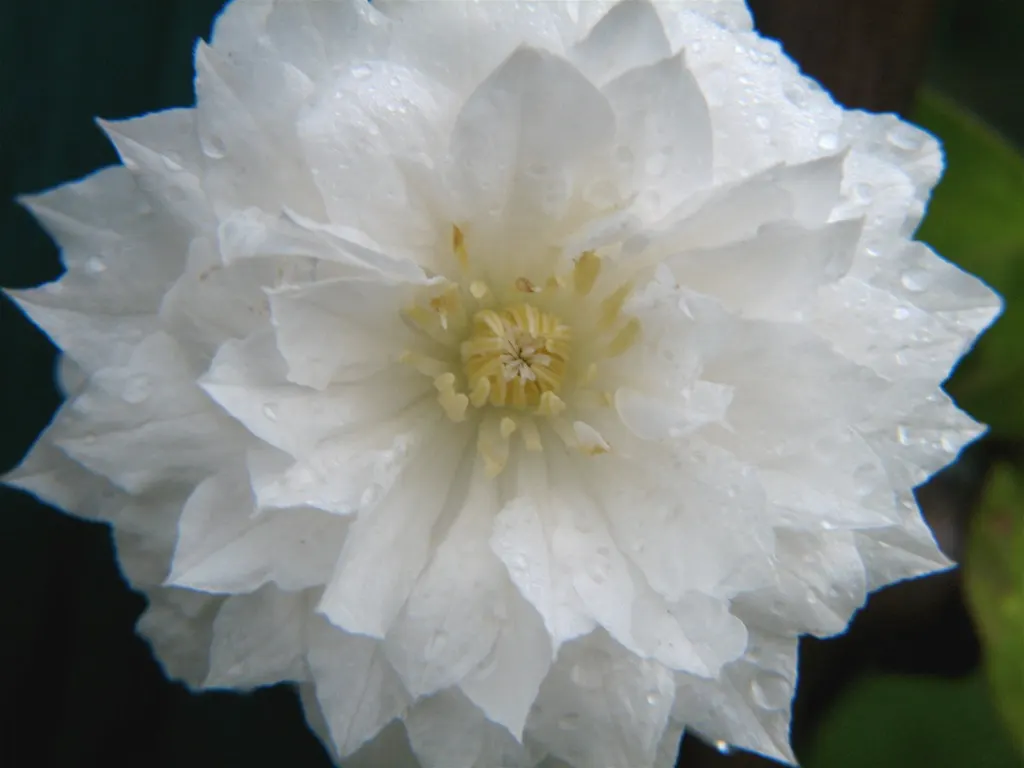 Leatherflower (Clematis Viorna) — vine for full or half; offering both visual appeal and reliability, image 90