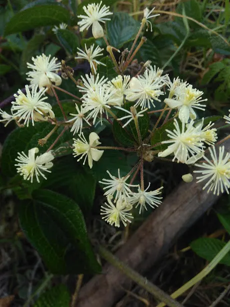 Leatherflower (Clematis Viorna) — Displaying a rich range of colors from a creamy yellow to deep purples and some with reddish-pink hues