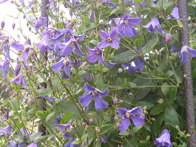 Leatherflower (Clematis Viorna) — This clematis is also less susceptible to clematis wilt, a common fungal issue, making it a robust choice; is a, image 82