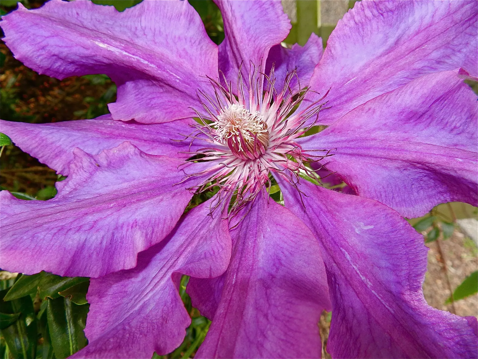 Leatherflower (Clematis Viorna) — Hardy, it's a stunning addition for garden trellises or fences; the seed heads that follow the blooms offer, image 158