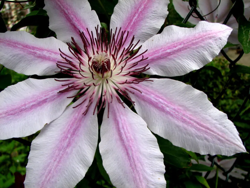 Leatherflower (Clematis Viorna) — making it an excellent choice for vertical interest
