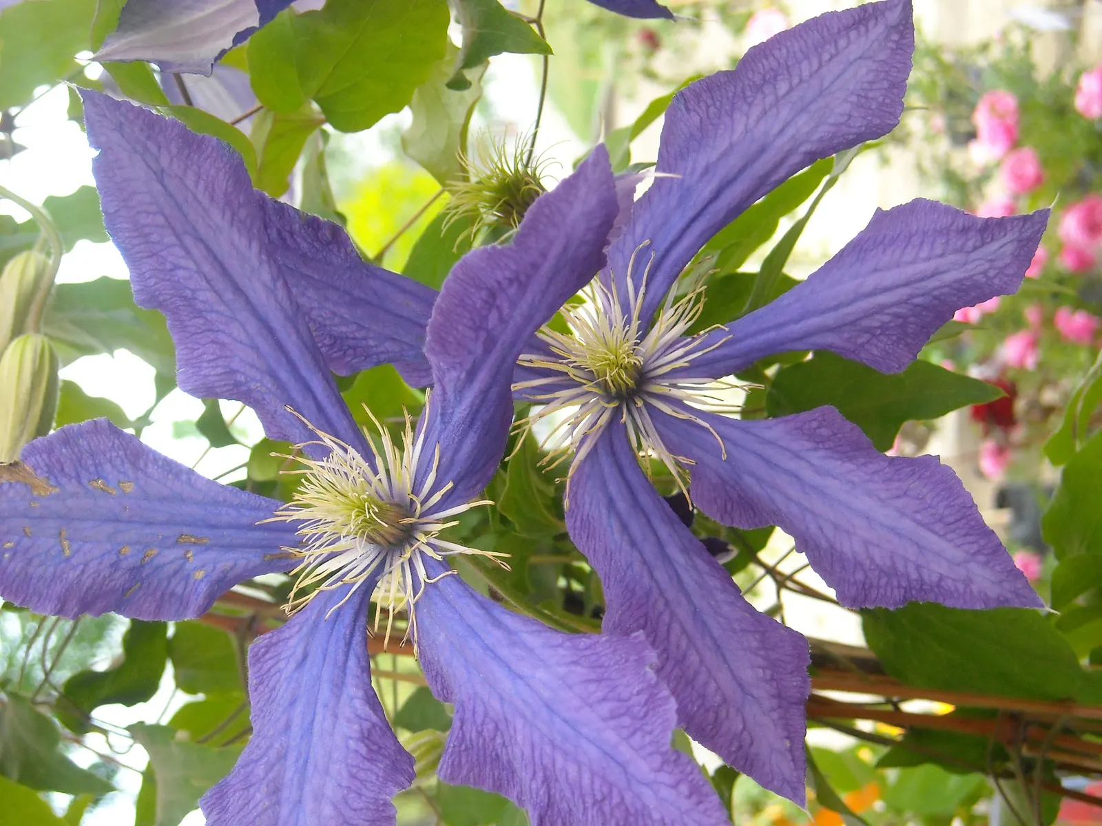 Leatherflower (Clematis Viorna) — lending texture to the winter landscape; clematis viorna is well-suited for trellises, image 114