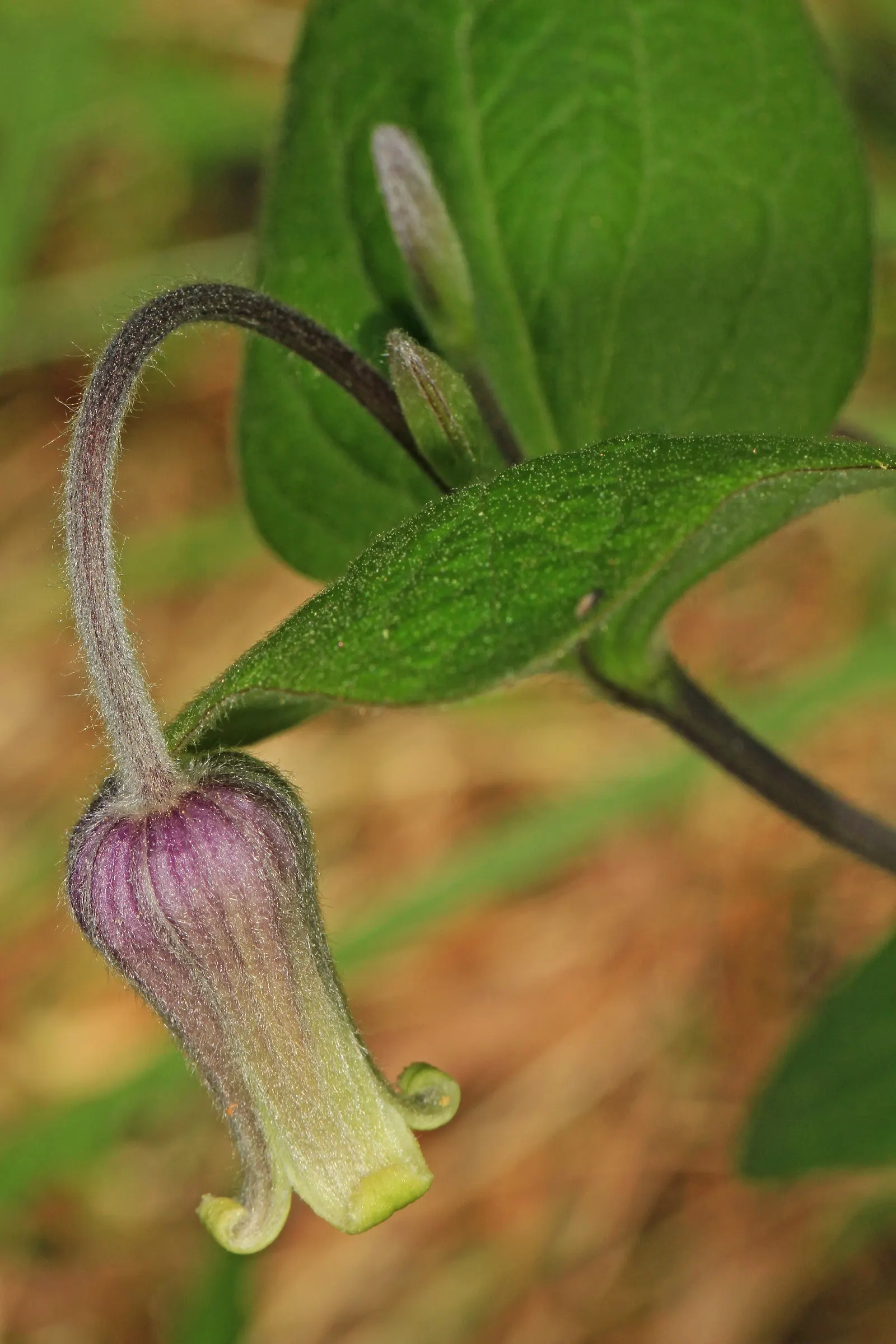 Leatherflower (Clematis Viorna) — The seed heads that follow the blooms offer additional ornamental value