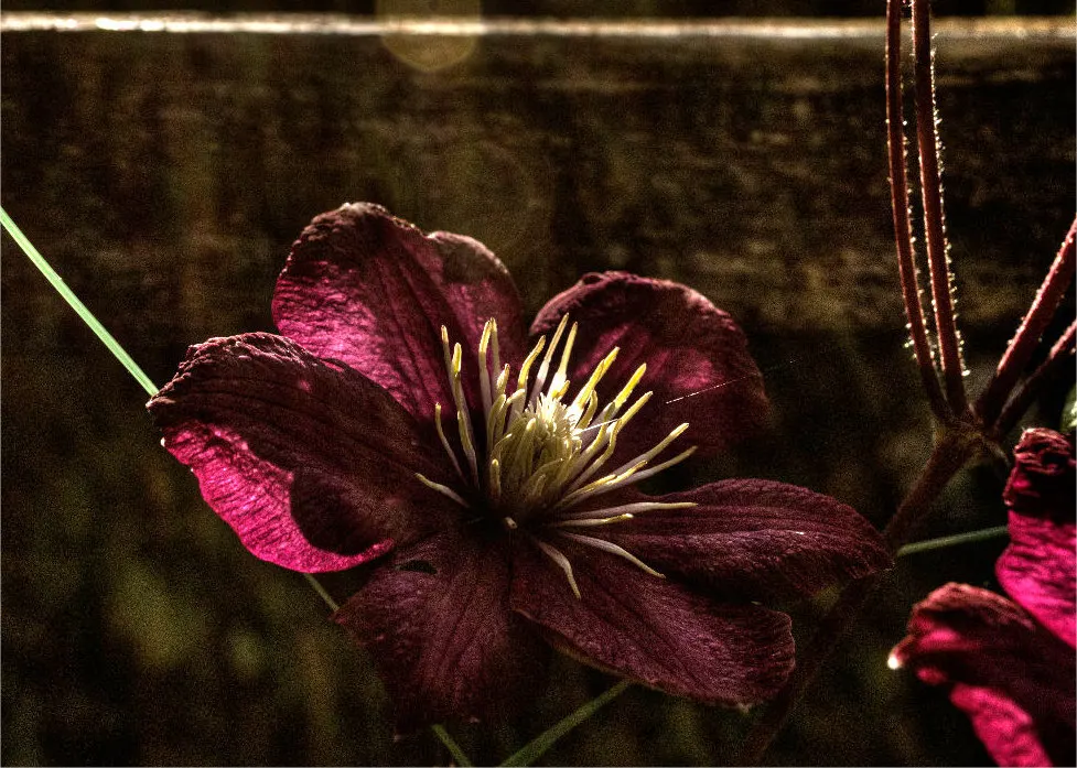 Leatherflower (Clematis Viorna) — moist conditions and benefit from mulching or the shade of low-growing companion plants; offering a unique mix of, image 109