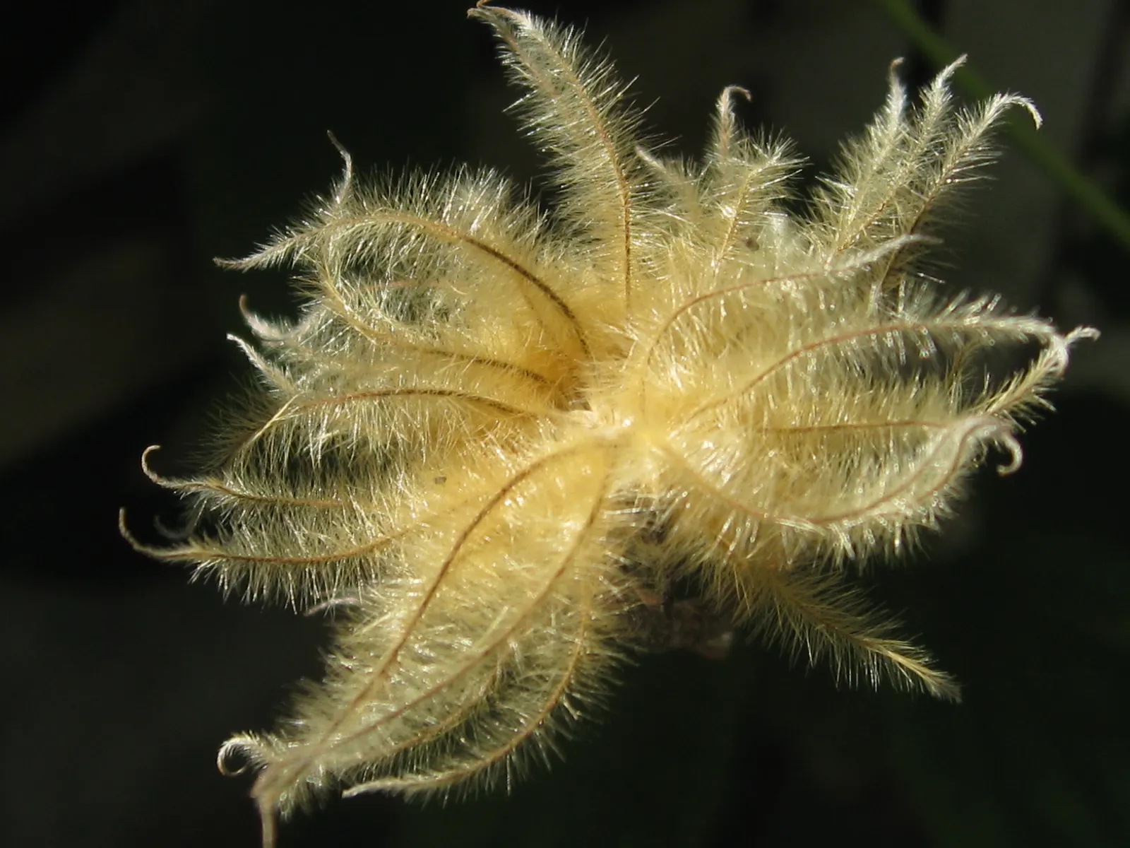 Leatherflower (Clematis Viorna) — vine with lavender and purple blooms; <br><br>With a moderate growth pace, image 149