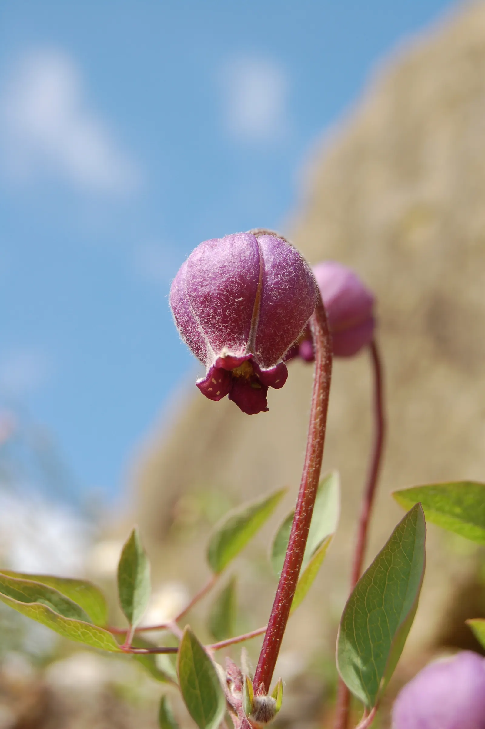 Leatherflower (Clematis Viorna) — the flowers bloom from late spring to early fall; with an equally appealing silvery seed heads post-bloom