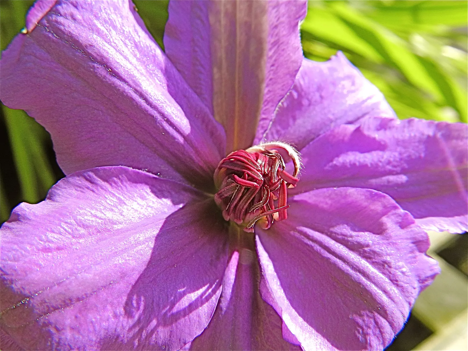 Leatherflower (Clematis Viorna) — is a climbing vine with urn-shaped; reaching a length of 3-6 inches, image 91