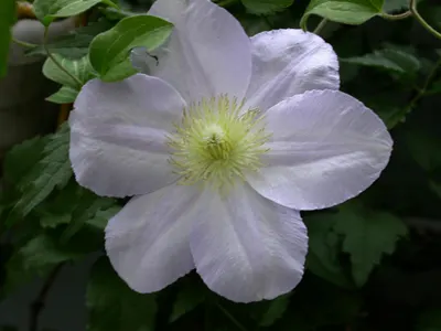 Leatherflower (Clematis Viorna) — Leatherflower maintains its shape and vigor; lending texture to the winter landscape, image 141